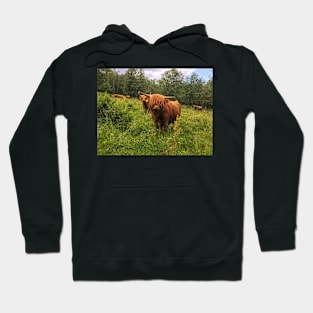 Scottish Highland Cattle Calf 2031 Hoodie